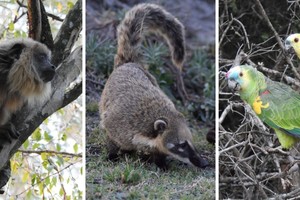 Los ejemplares, ya recuperados, están en la localidad de Villa Guillermina. El Litoral