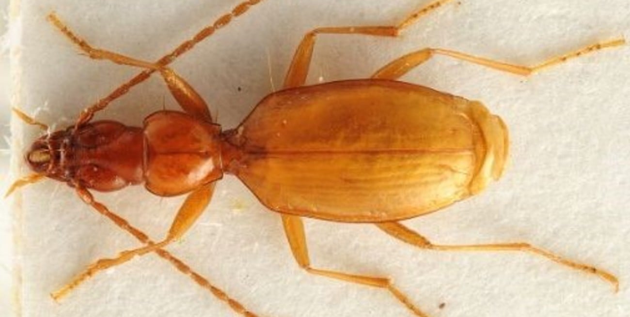 Buscan cambiarle el nombre al escarabajo Hitler