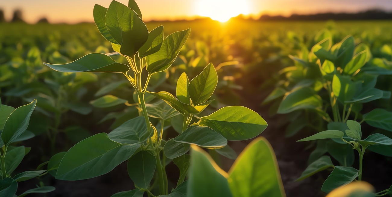 Oficializan una nueva extensión del dólar soja