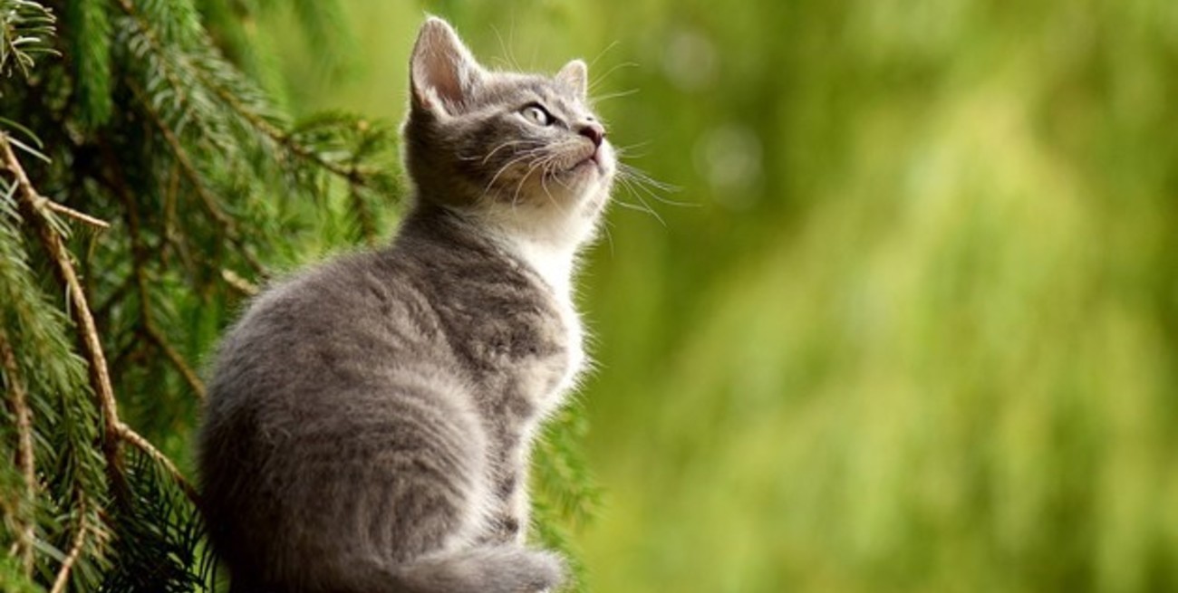 4 de octubre, Día Mundial de los Animales