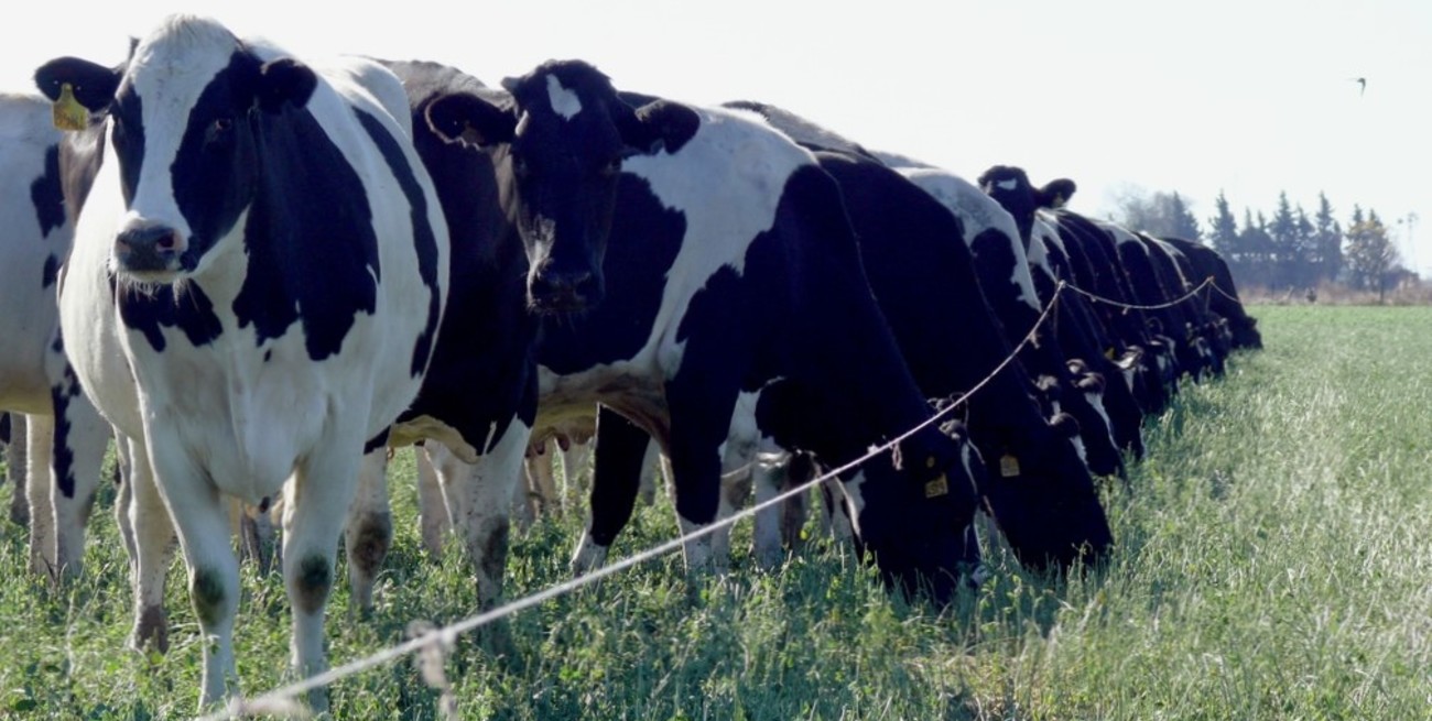 Santa Fe tiene economías regionales que exportaron por US$ 1.783 millones