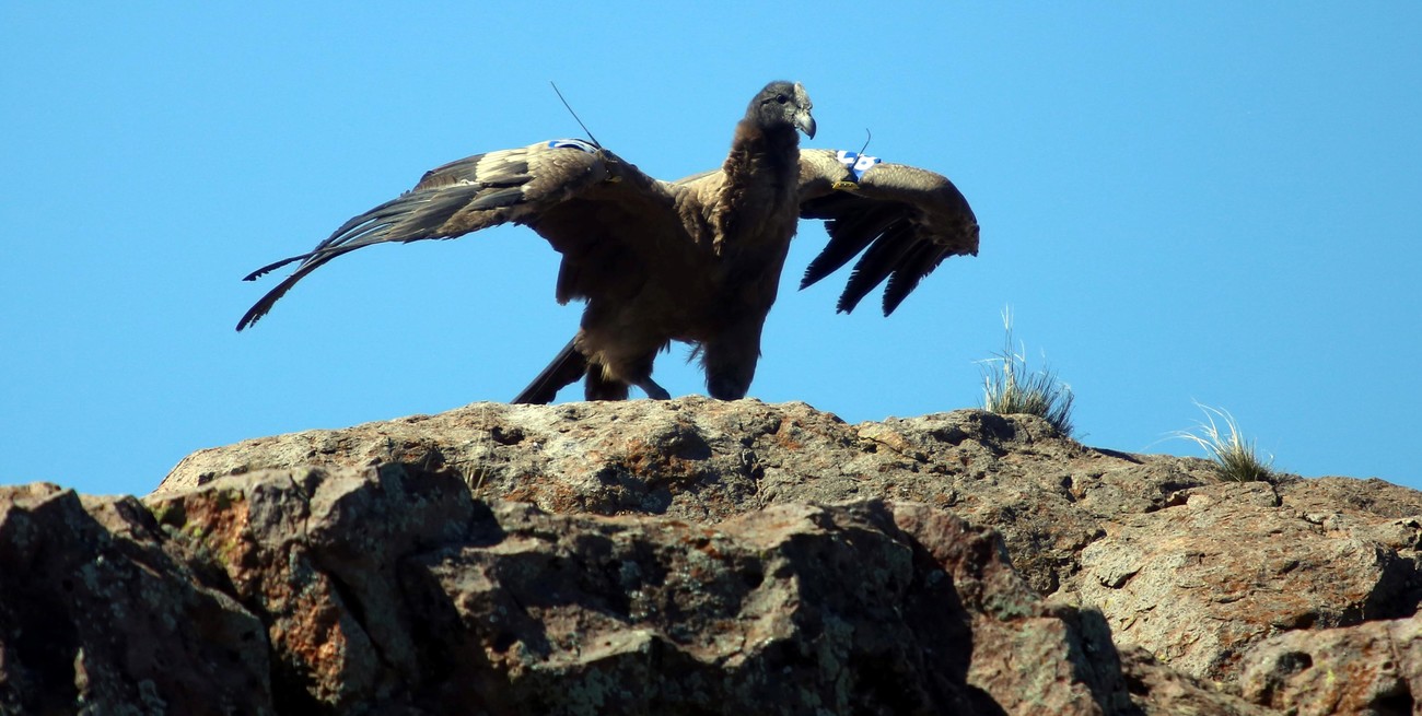 Exitosa liberación de tres pichones de cóndor andino en Río Negro