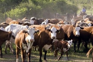 Expoagro: Rosgan sale a pista con un remate de 25.000 cabezas de invernada