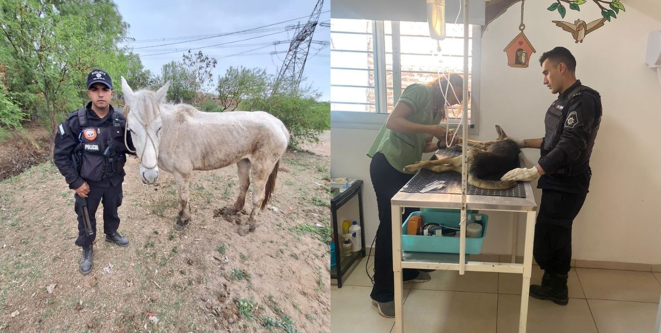 Brigada Ecológica: rescataron más de 70 animales durante el último mes 