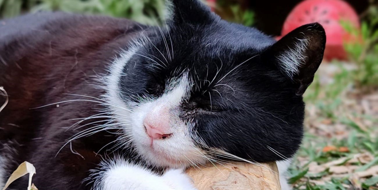 Aromaterapia para mascotas: ¿por qué y para qué?