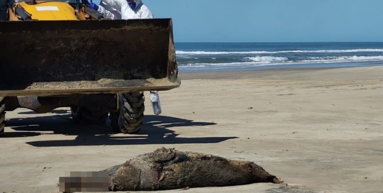 Decenas de lobos marinos fueron hallados muertos por gripe aviar en playas del sur de Brasil