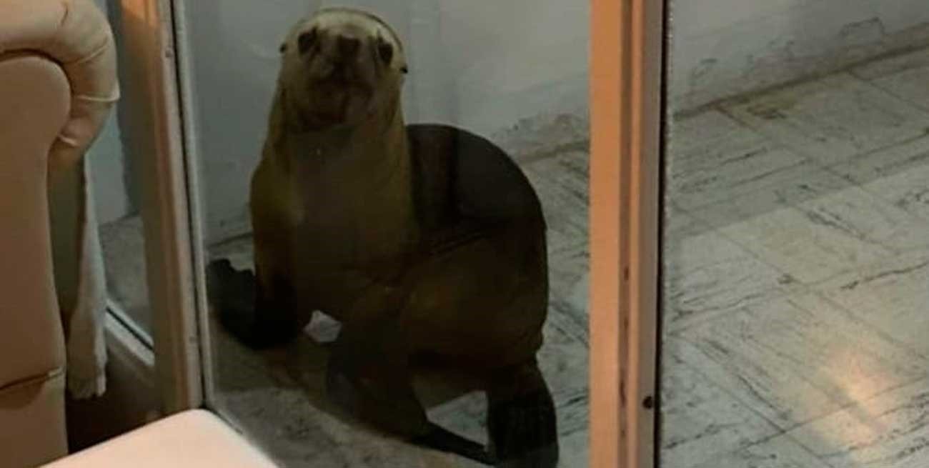 Se despertó y encontró un lobo marino en la puerta de su casa