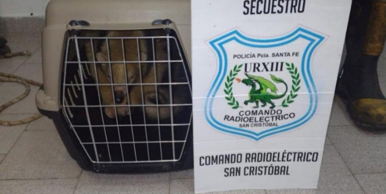 Rescataron y liberaron a un oso melero en San Cristóbal