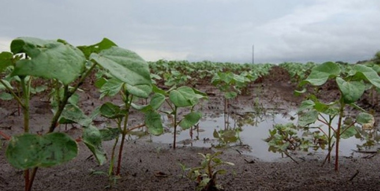 Las lluvias llegaron tarde para el trigo, pero abren una esperanza para el maíz y la soja 
