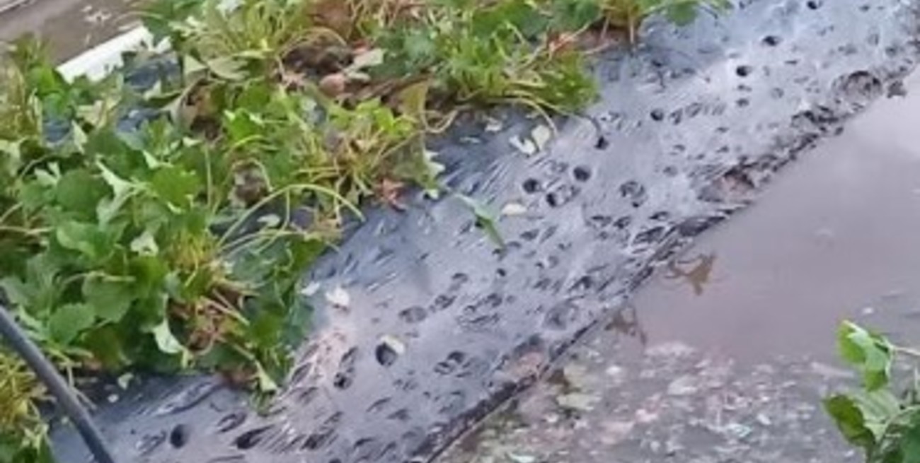 Casi 200 hectáreas de frutillas sufrieron daños con el granizo en Coronda
