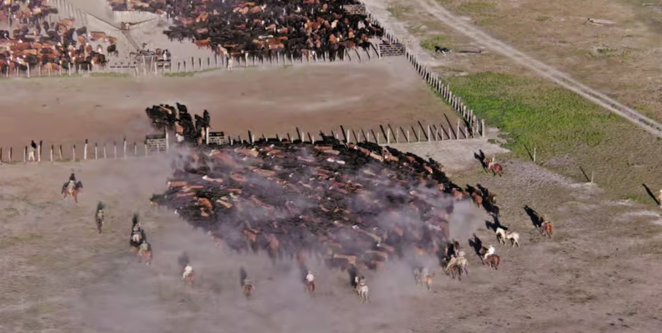 Irregularidades, la actuación del Senasa y el destino de 4 mil terneros: el MPA avanza con la investigación