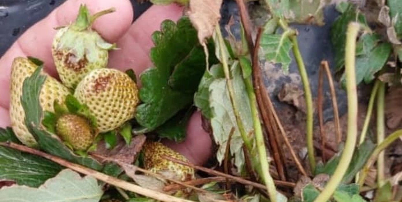 Personal del Ministerio de la Producción recorrió los campos afectados en Coronda tras el granizo