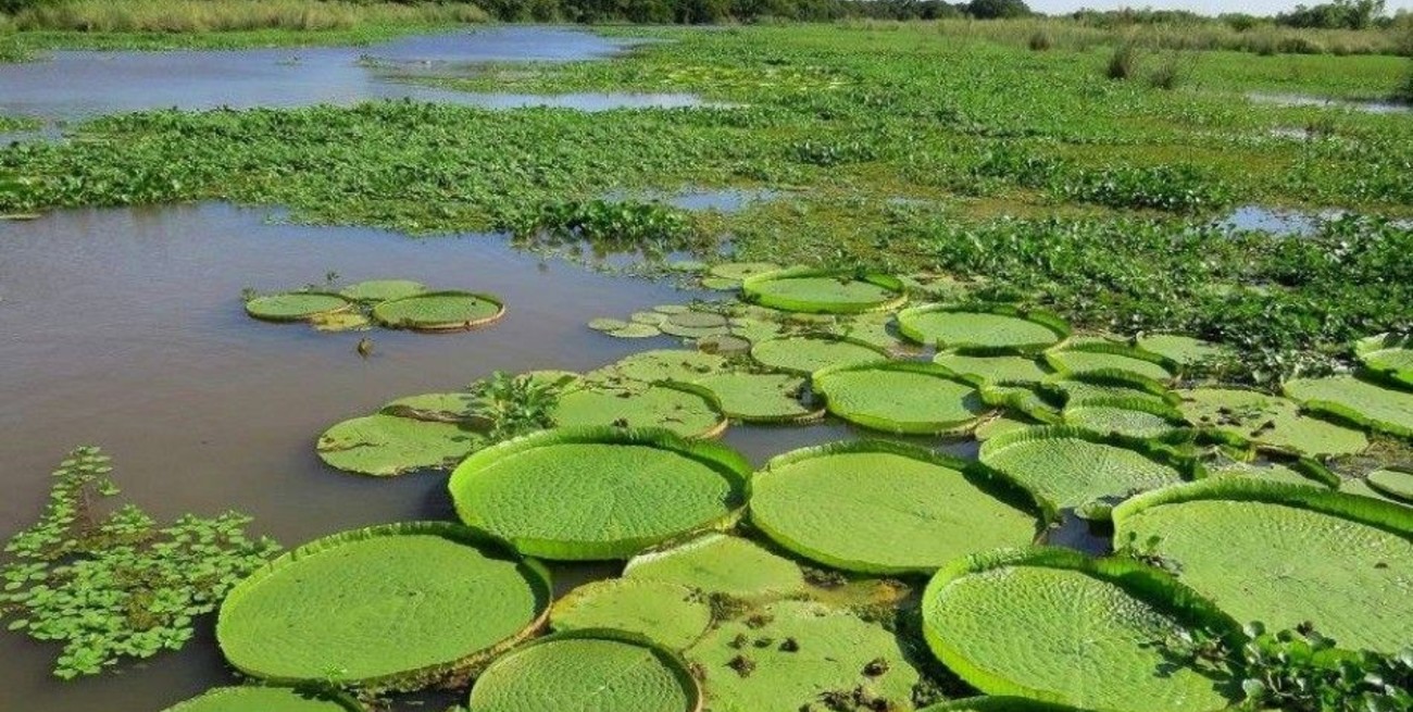 El delta del Paraná inicia su recuperación con las lluvias recientes y la crecida del río