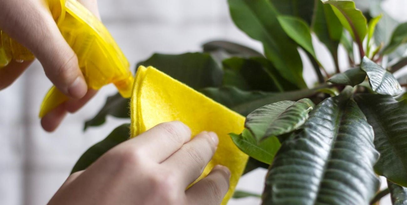Cómo cuidar nuestras plantas con remedios caseros y naturales