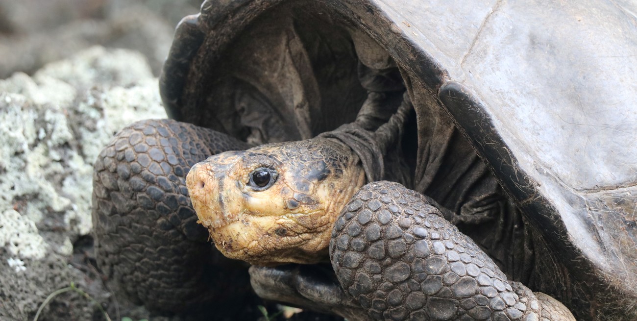 Declaran en "peligro crítico" a las torturas gigantes de Islas Galápagos 