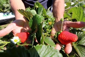 Este año, se espera un número récord de participantes y visitantes que podrán disfrutar de frutilla en todas sus formas, desde productos frescos hasta preparaciones artesanales y recetas creativas, que hacen de la fruta roja el ingrediente estrella de la celebración.
Foto: Archivo
