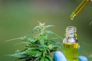 Cannabis medicinal de producción estatal, a cargo de la empresa pública Cannava