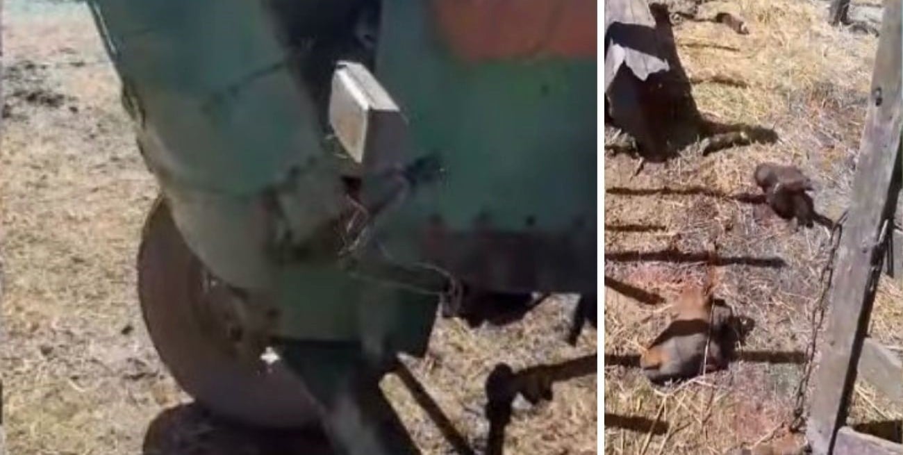 Video: mutilaron animales y le robaron herramientas a un productor de la ruta 8