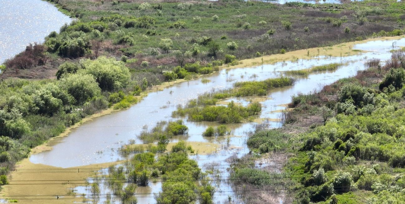 Un senador santafesino pide información sobre plaguicidas en sábalos