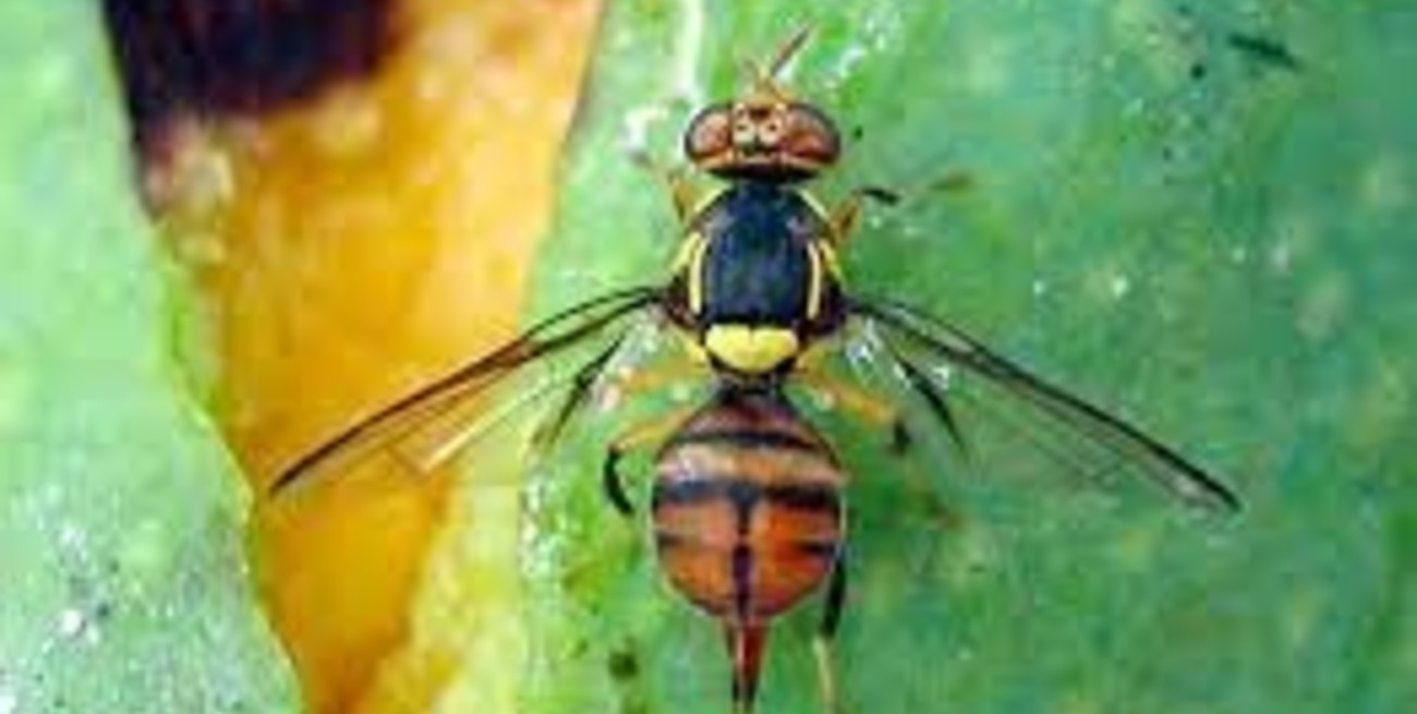 Brasil decretó la emergencia sanitaria en el norte del país por la mosca de la carambola