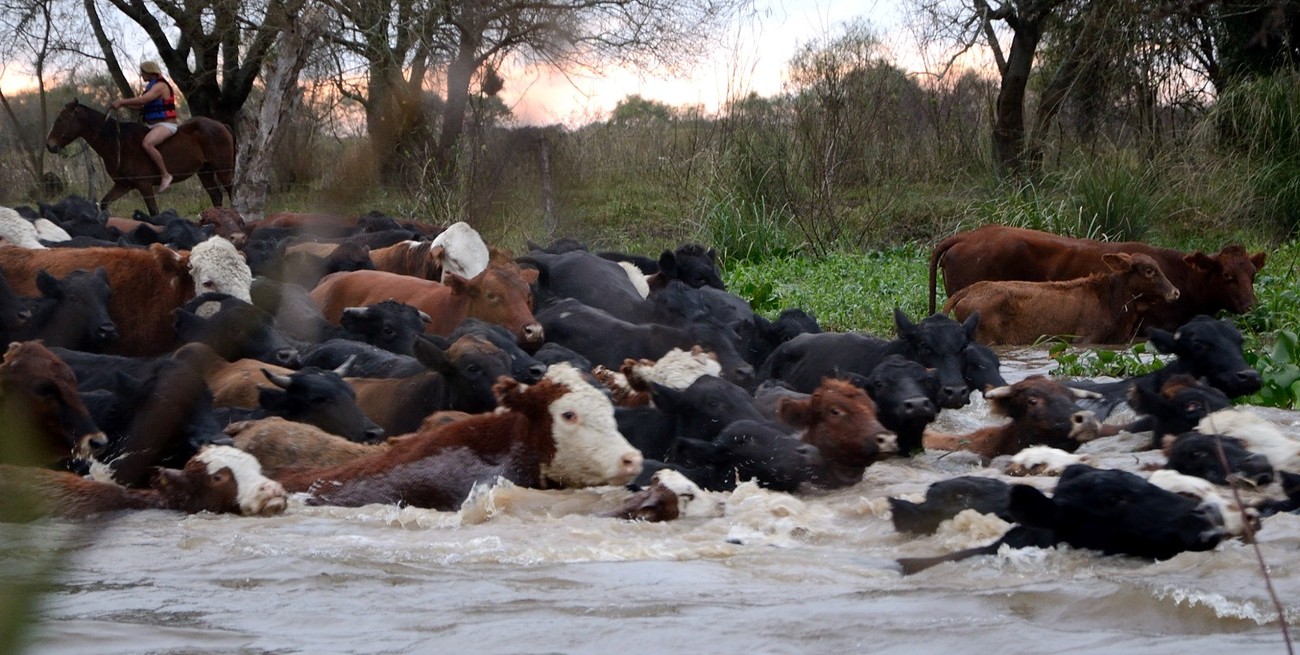 Río Paraná en Rosario: se trasladaron los primeros rodeos y se aguarda por la evolución del afluente