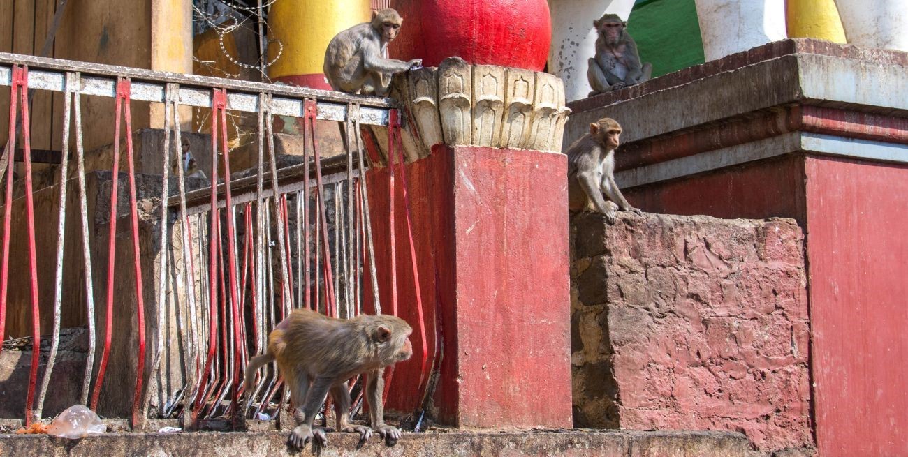 India: un nene de 10 años murió tras el ataque de una manada de monos 