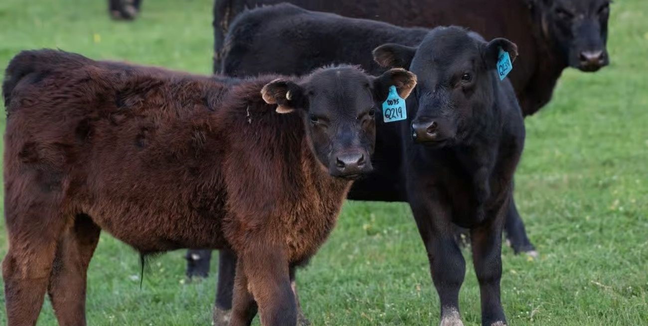 Robaron 6 terneros y 22 lechones en el sur de Santa Fe
