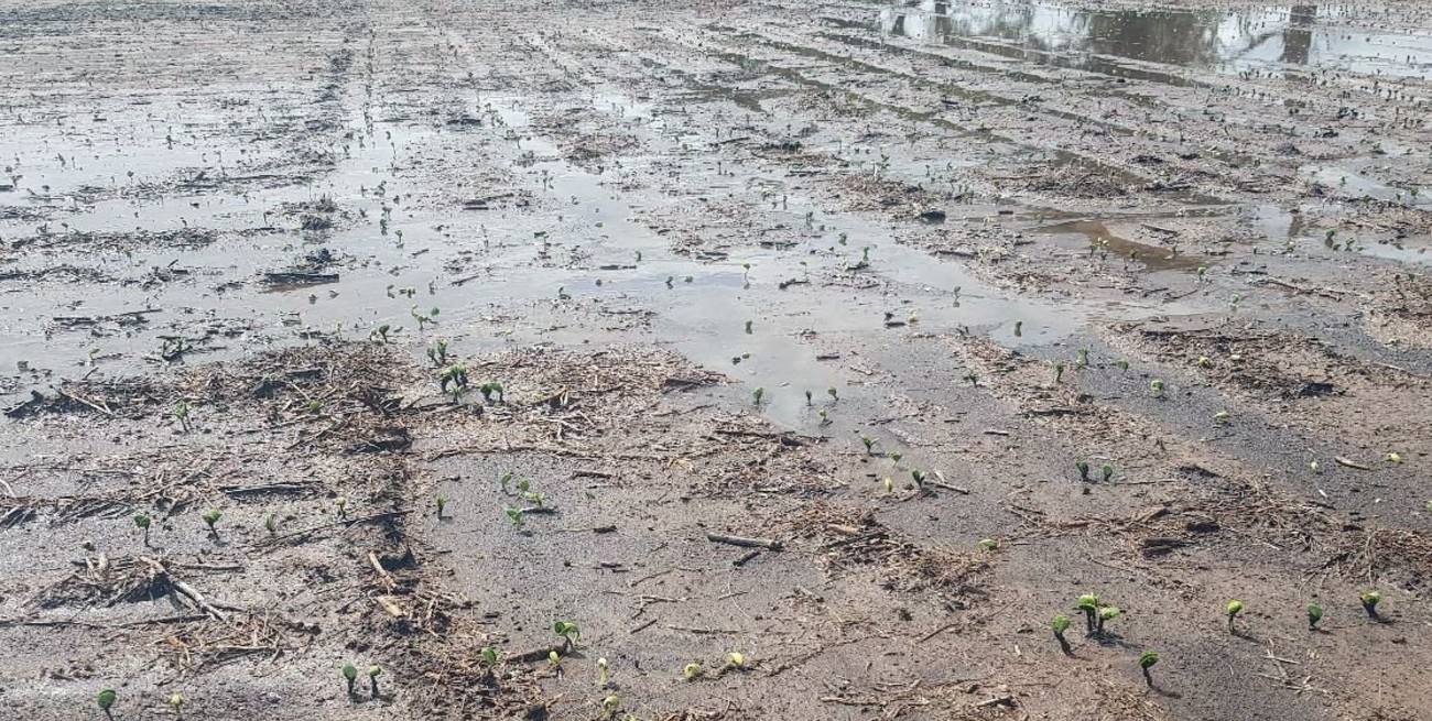 Centro norte de Santa Fe: pese a las lluvias, ya se sembró la mitad de la superficie con soja