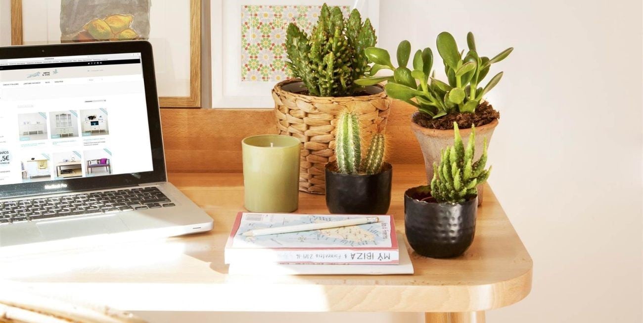 Feng Shui en tu escritorio: plantas para la buena suerte