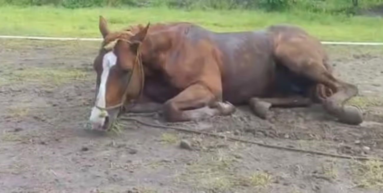 Casos sospechosos de encefalomielitis equina en el sur santafesino