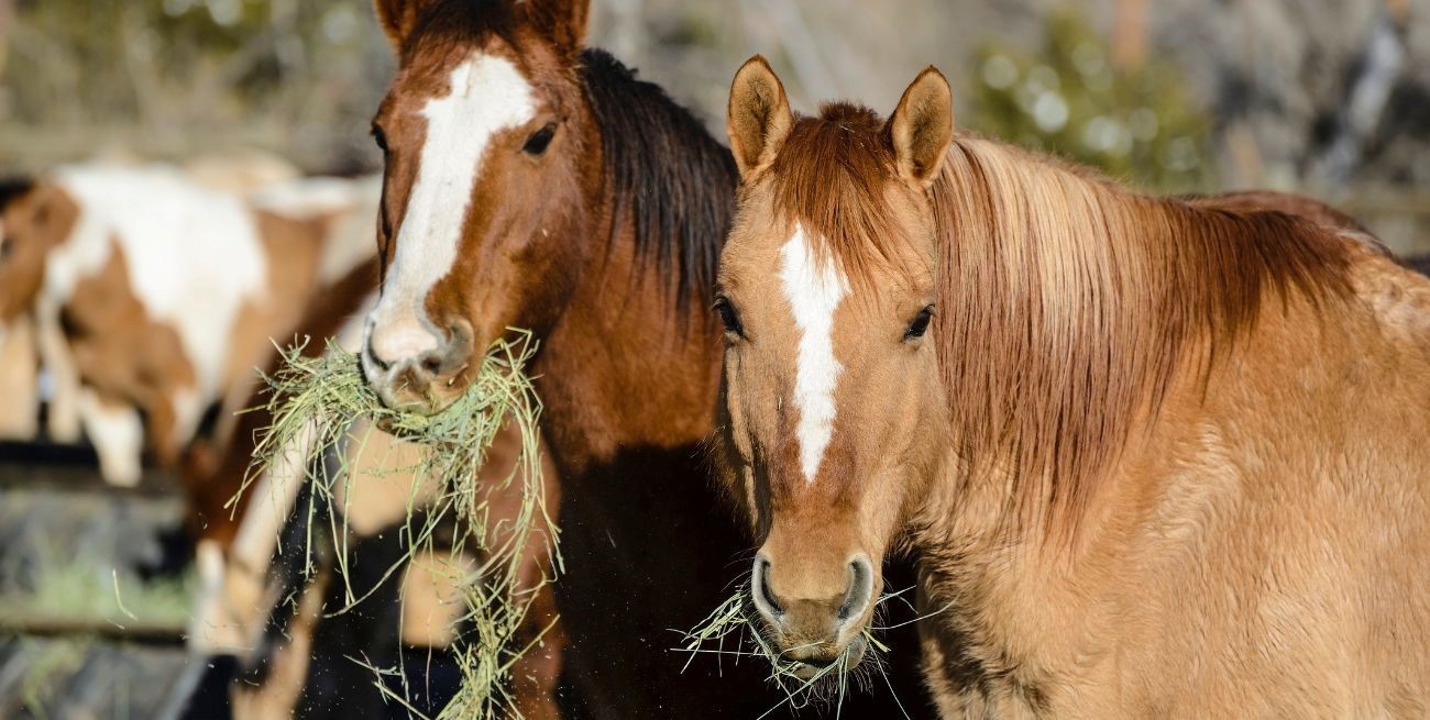 Alerta por brote de encefalomielitis equina en Romang y casos en estudio en San Javier