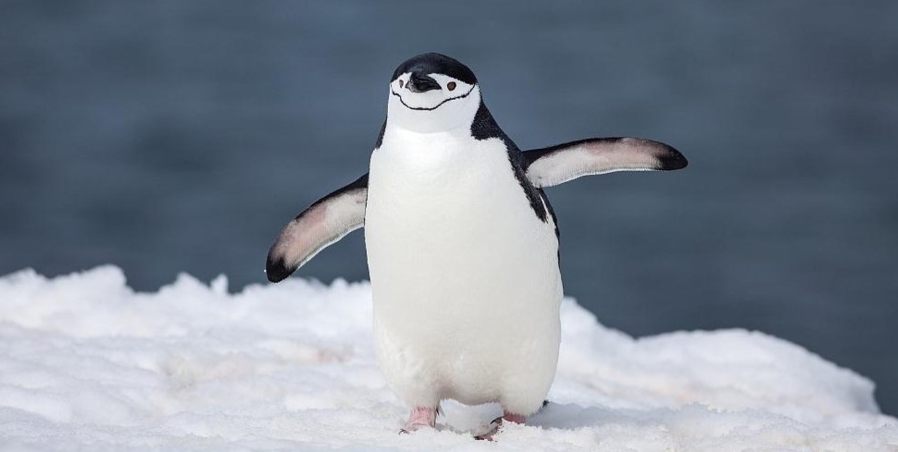 Descubrieron que los pingüinos "barbijo" duermen más de 10.000 siestas al día