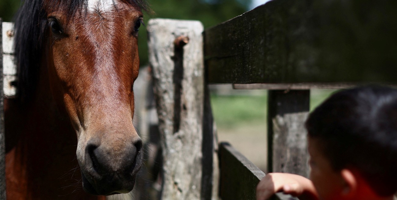 Detectaron el primer caso de Encefalomielitis Equina en Uruguay