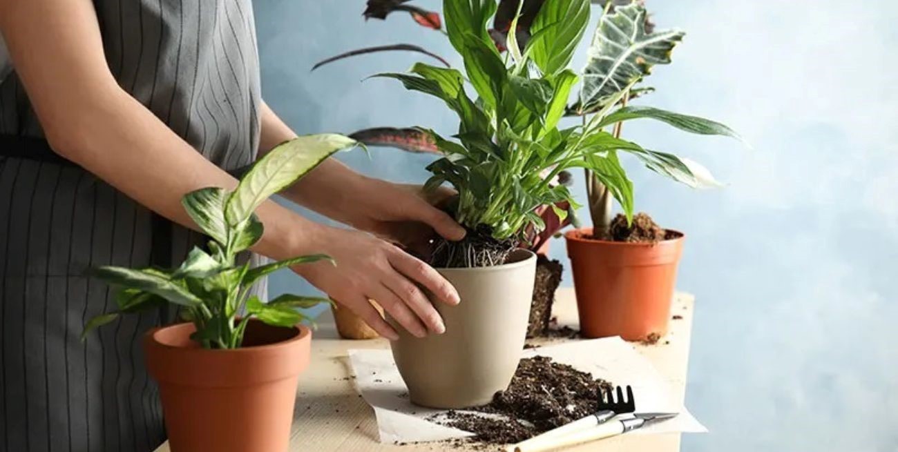 ¿Cómo cambiar una planta de maceta y que sobreviva?