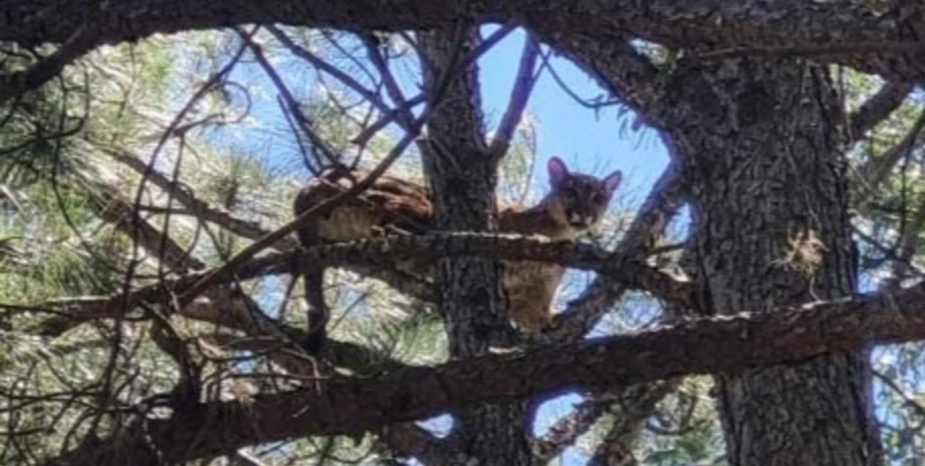 Video: un puma suelto en Arroyo Leyes, la noticia de este lunes en la costa santafesina