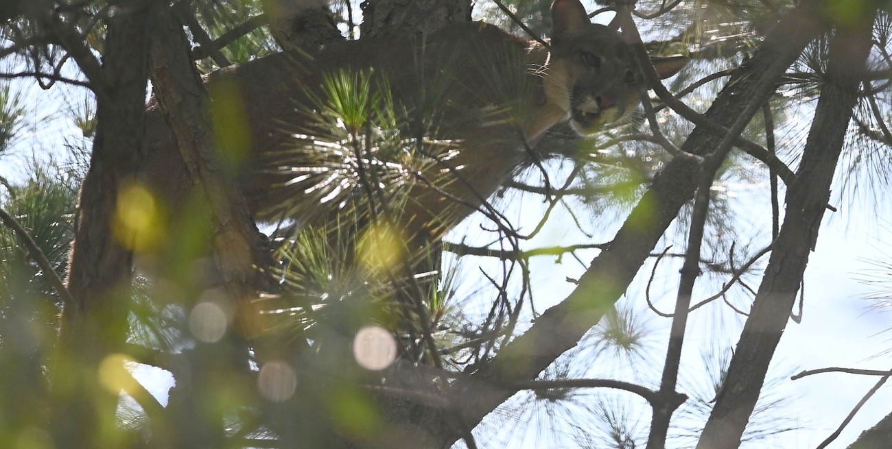 Arroyo Leyes: por segunda noche consecutiva, aguardan el descenso del puma