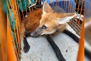 El aguará guazú es de un tamaño mediano y aparente buena salud.