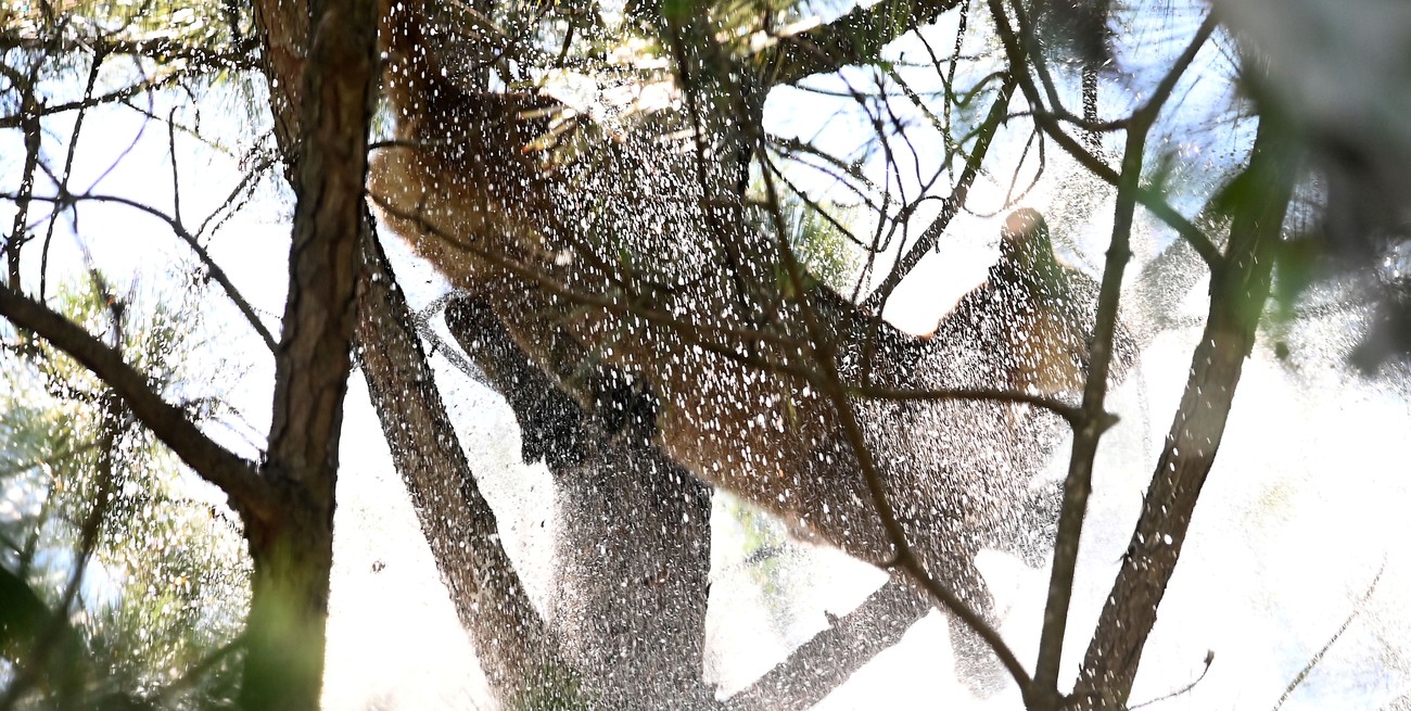 Apareció un puma en Arroyo Leyes: cómo actuar ante un encuentro cara a cara