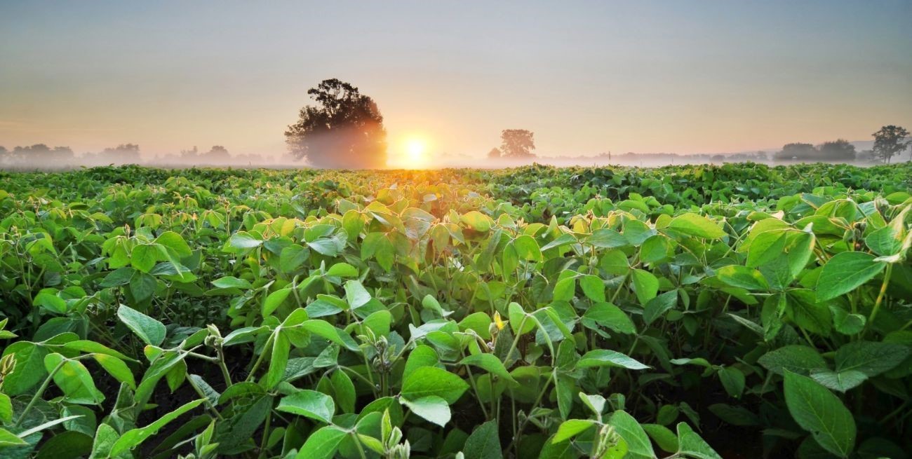 El campo y la agricultura regenerativa: claves para la solución al cambio climático