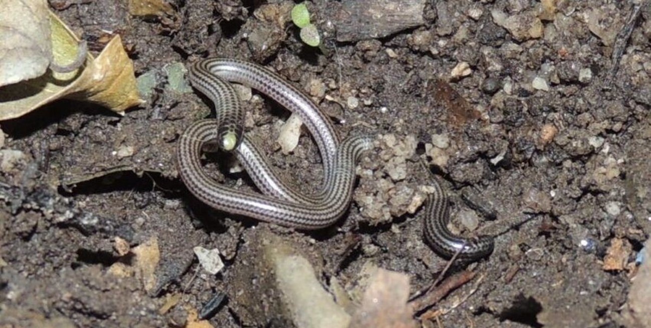 Gran hallazgo: científicos descubren en Entre Ríos un fósil de culebra que existió hace unos 10 mil años