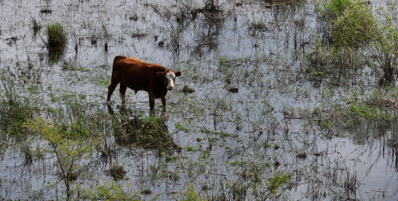 Tres hombres presos por abigeato: los encontraron con cuatro tatúes y una vaca
