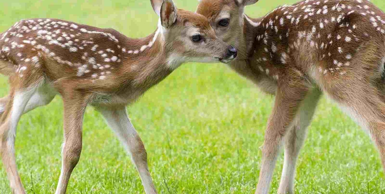 Las características del ciervo axis y por qué fue declarado "plaga" en Corrientes