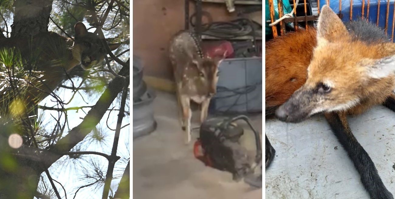 Un puma, un aguará y un ciervo en la ciudad de Santa Fe: qué hacer cuando aparecen animales fuera de su hábitat