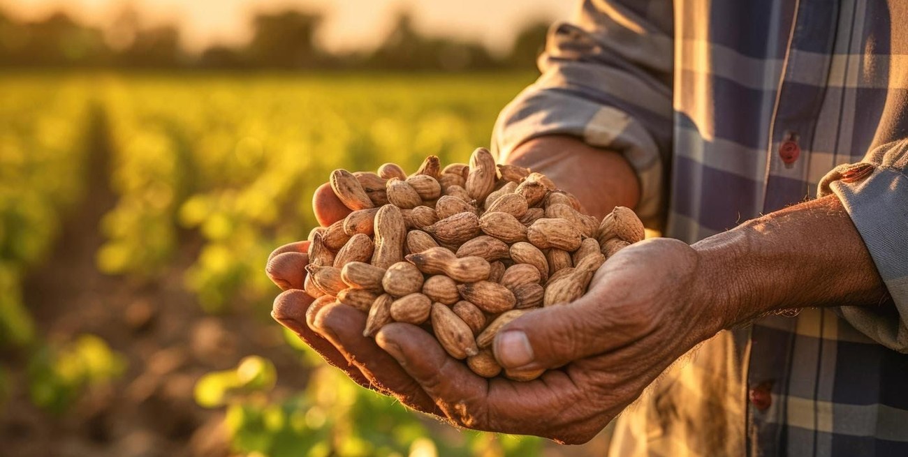 Alerta en la cadena manisera 