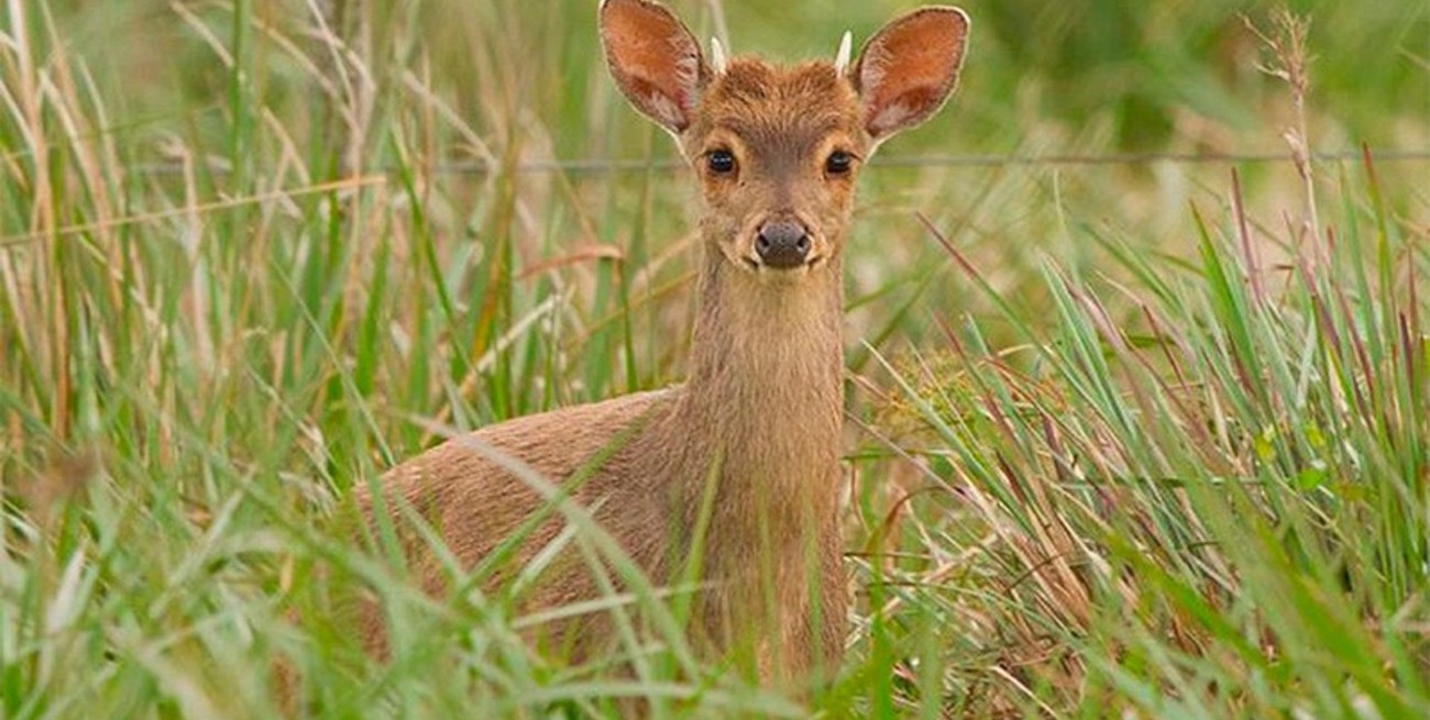 Encontraron un "bambi" que estaba siendo atacado por un grupo de perros en el Suroeste de Rafaela