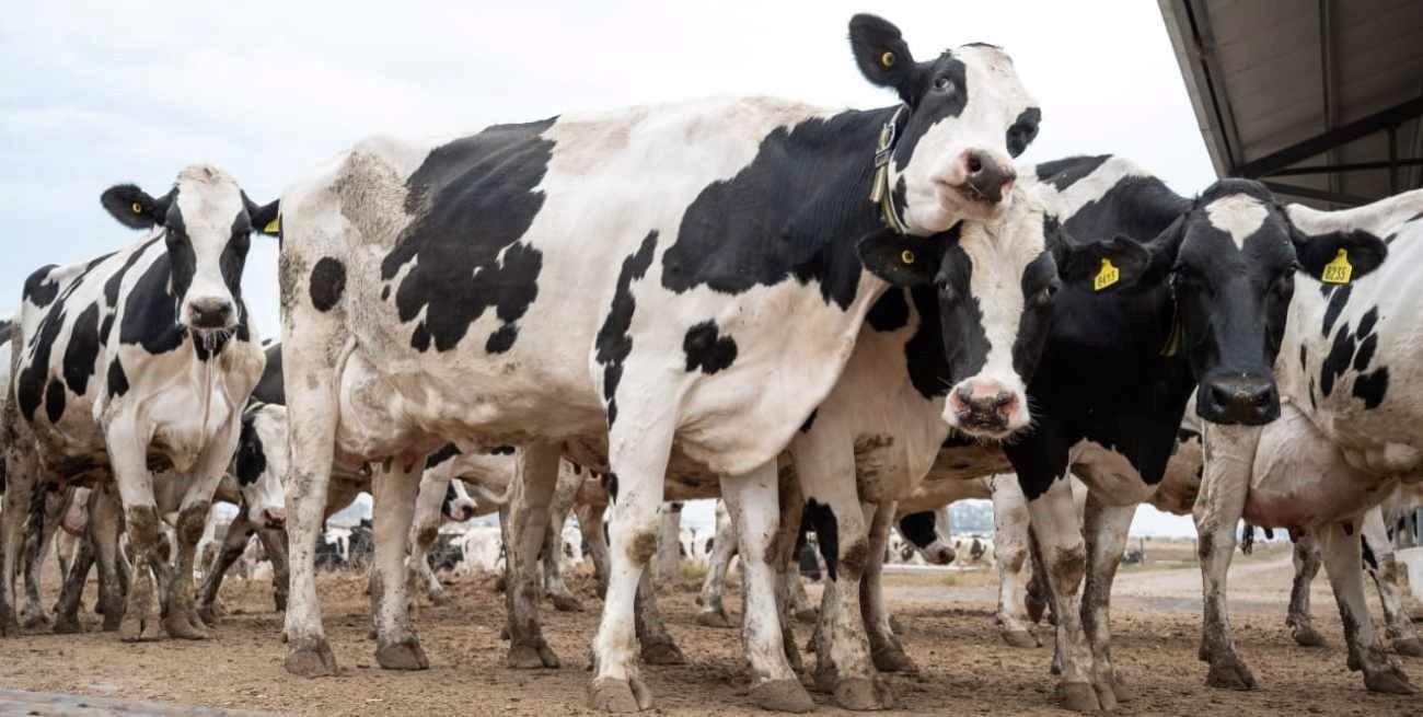 El precio en dólares al tambero revela un retraso del tipo de cambio de 30 o 40%
