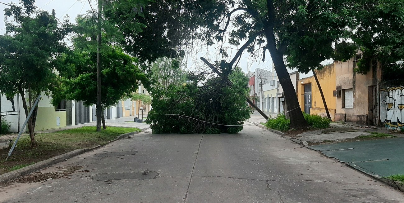 Un árbol caído obstruye el paso desde el lunes en Alberdi y Regis Martínez