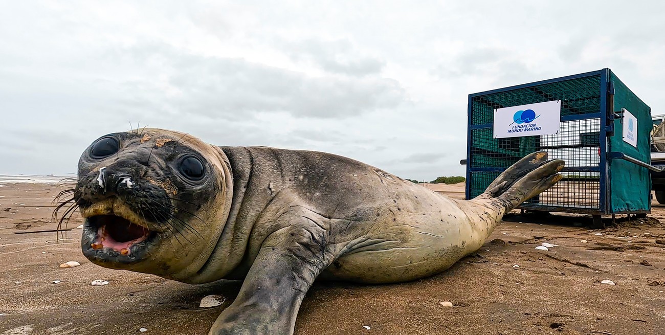 Video: así regresaban al mar un elefante marino rescatado en la Costa Atlántica