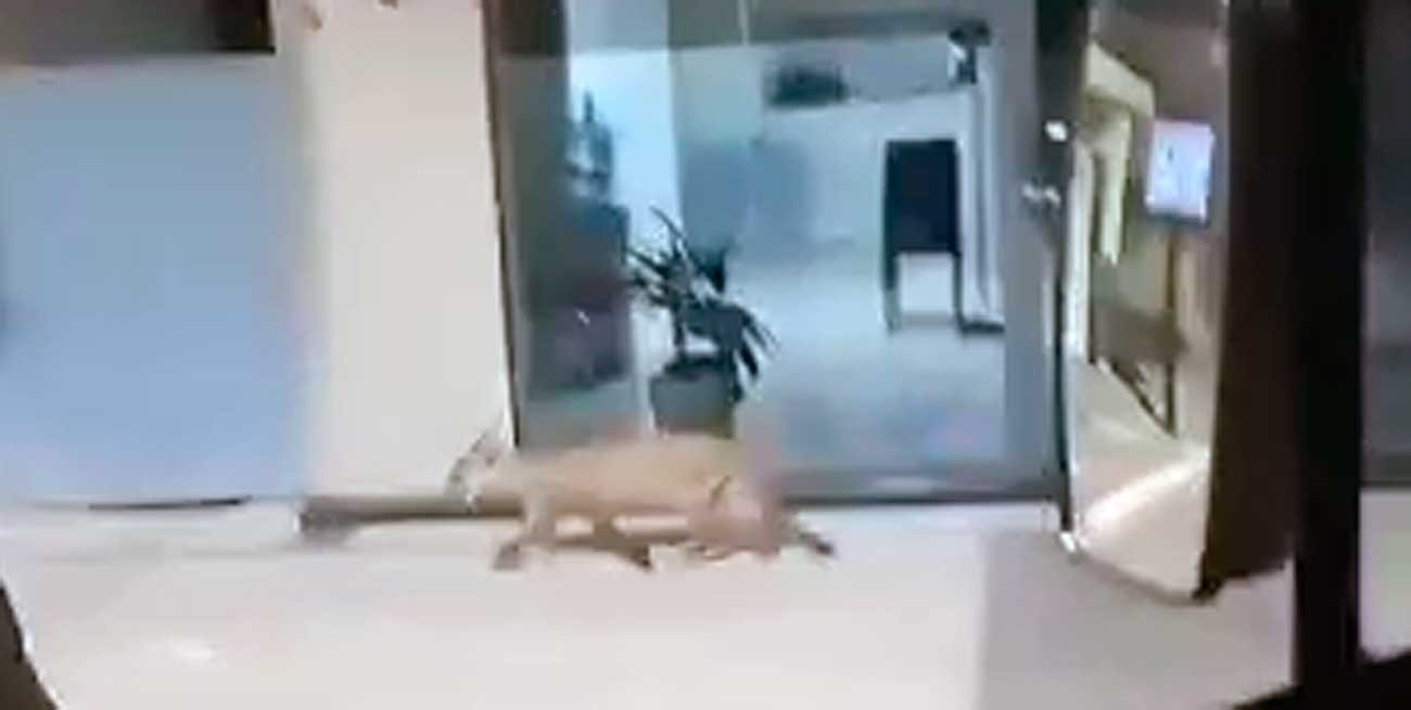 Apareció otro puma en Santa Fe, ahora en Franck