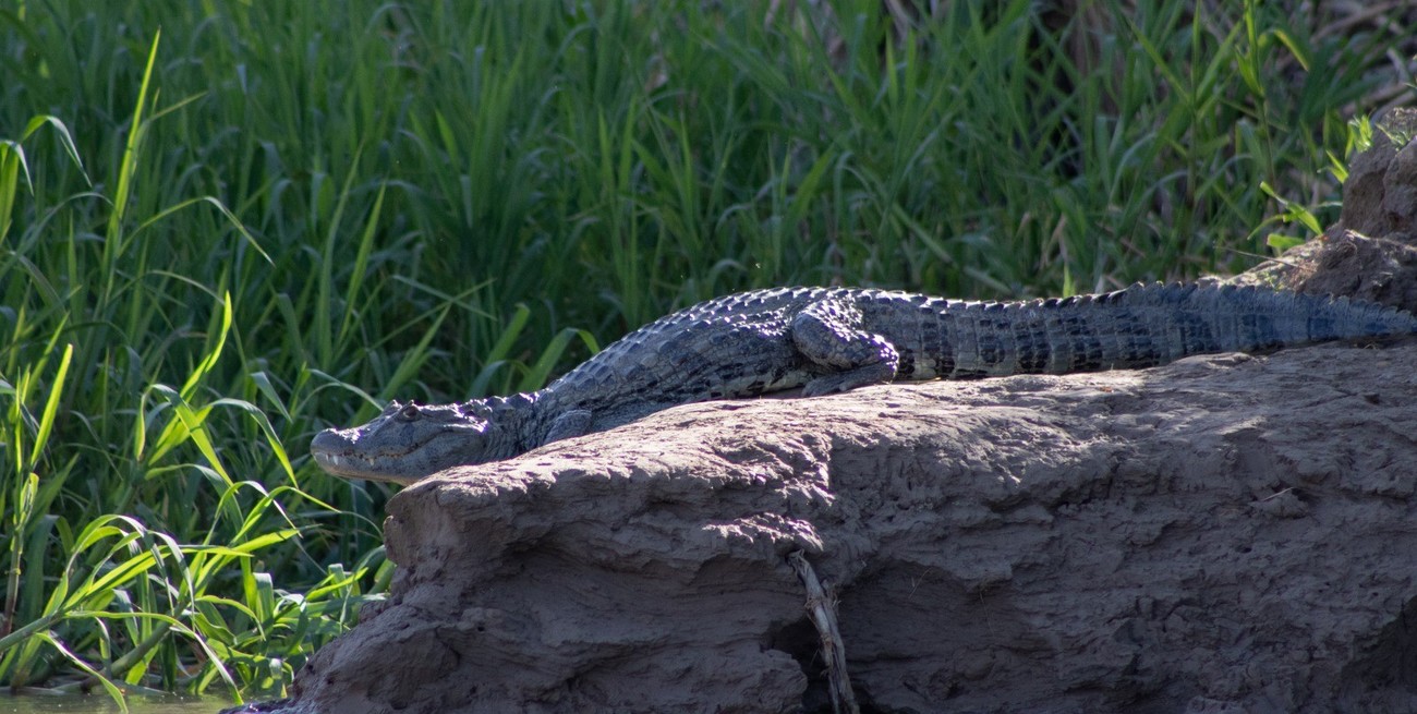 El Parque Nacional Islas de Santa Fe quedó bajo el agua y volvieron los yacarés
